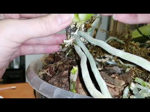 Видео: Топаз от гнили и фузариоза у орхидеи. Как помочь. Часть 2.