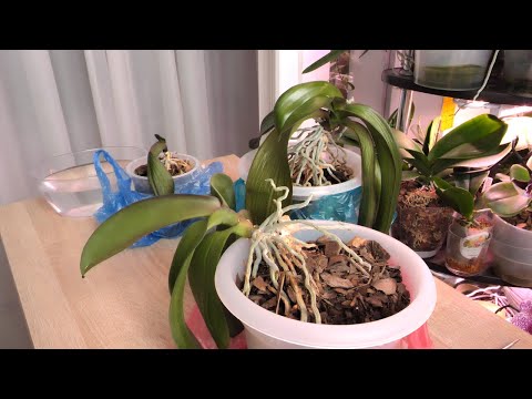 Видео: ЖЕСТЬ! Внутри у орхидей ВСЁ СГНИЛО. Отрезать гниль ЧТОБЫ СПАСТИ ОРХИДЕИ.