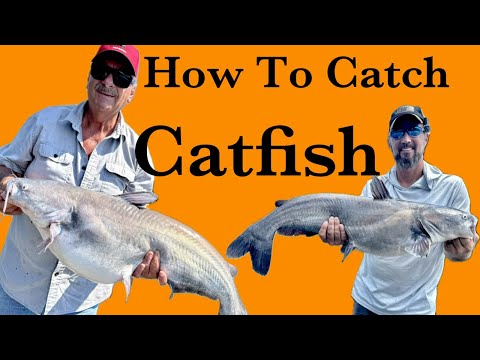 Видео: Как наблюдать за сомом в режиме реального времени