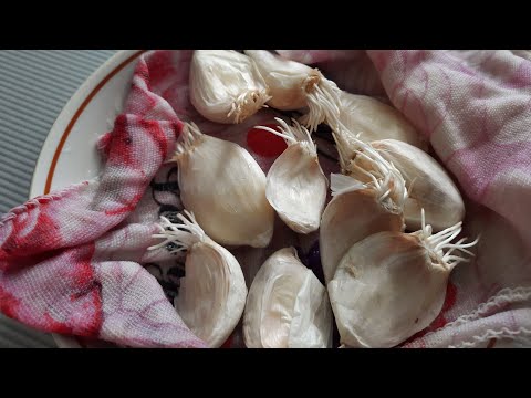 Видео: Как подготовить яровой чеснок к посадке