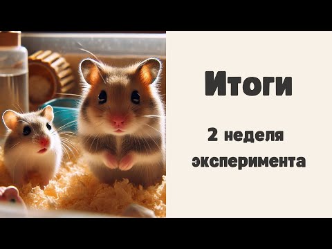 Видео: Итоги 2 недели эксперимента