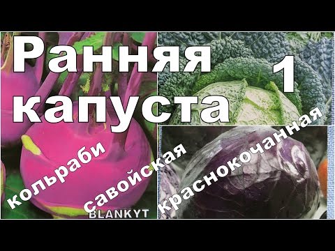 Видео: РАННЯЯ КАПУСТА. 1. Посев и всходы. Кольраби, савойская, краснокочанная