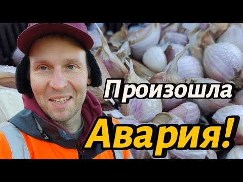 Видео: ✅✅✅Что за авария произошла во время посадки чеснока? #чеснок #влог #конь #котики