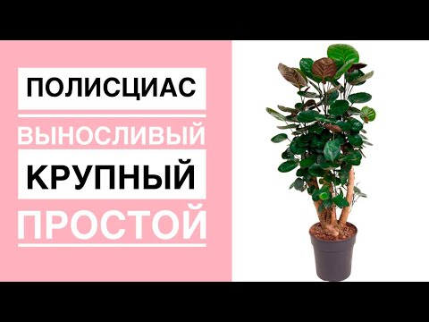 Видео: ПОЛИСЦИАС шлемовидный. Прекрасная альтернатива фикусу. Крупный интерьерный вазон. (English sub.)