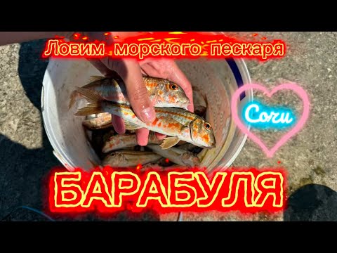 Видео: Барабуля в Сочи, летний лов! #reels #shorts #tiktok #fishing #рыбалка #sochi #рыба #сочи #fish