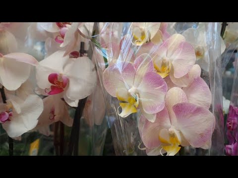 Видео: Цены на цветы в Эпицентре удивили меня! Что я нашла в Эпицентре вместо орхидей?