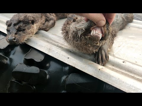 Видео: ПРОВЕРКА КАПКАНОВ НА БОБРА // НЕОЖИДАННЫЙ УЛОВ