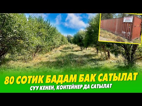 Видео: Шаардын четинен 80 сотик БАК сатылат ~ 350 түп БАДАМ, шабдалы бар, суу кенен