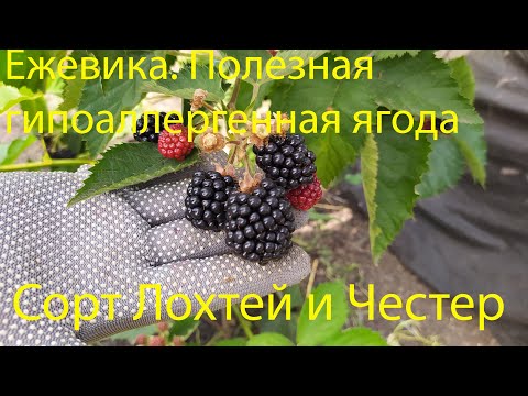 Видео: Ежевика. Сорт Лохтей и Честер