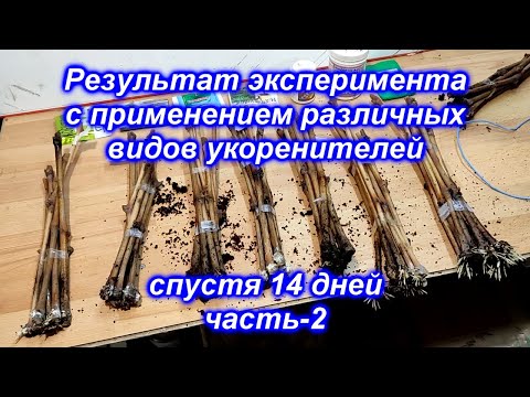 Видео: Результат эксперимента различных укоренителей спустя 14 дней