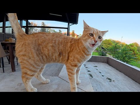 Видео: Бродячая кошка, которую я знаю уже 6 месяцев, встречает меня таким количеством мяуканья!