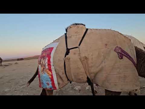 Видео: Жылқылар | бордақы қойлар | түйелер