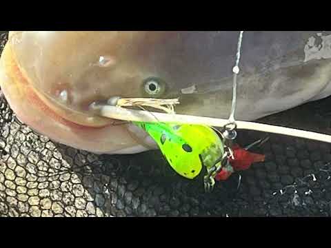 Видео: Днестр! Маяки сом!