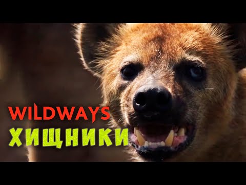 Видео: WILDWAYS - ХИЩНИКИ (Lyric Video) #wildways #хищники #симптомы