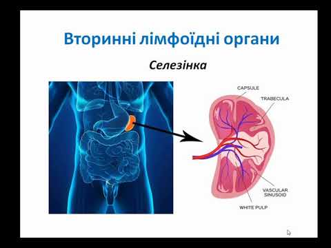 Видео: "Первинні та вторинні органи імунної системи"