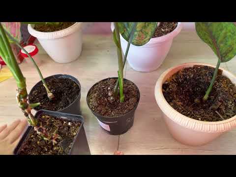 Видео: В 1 Тайское удобрение, результат применения. Какими удобрениями Я пользуюсь !!!