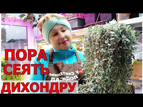Видео: Дихондра- сеем, черенкуем, размножаем. Буду сохранять и преумнажать разные "висючки" для сада