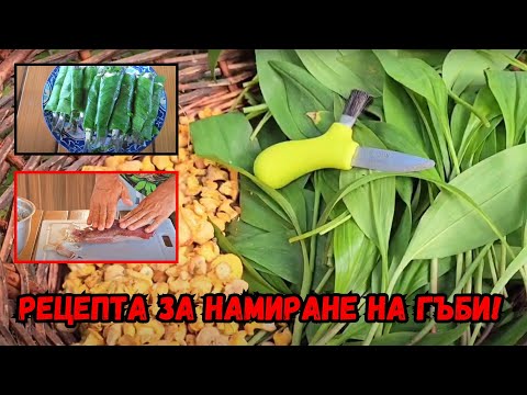 Видео: Рецепта за намиране на гъби!
