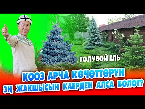 Видео: Өтө кооз АРЧА көчөттөрү (голубой ель) САТЫККА чыкты ~ Ар кыл ТҮРҮ бар ~ Иштешем дегендерге эшик ачык