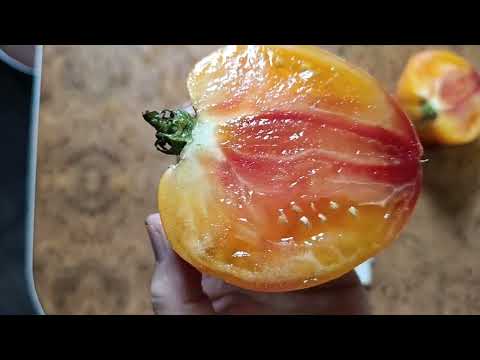 Видео: Дегустация томатов .7 часть