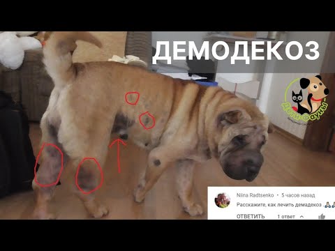 Видео: Как лечить демодекоз у собаки? | Симптомы демодекоза у собаки