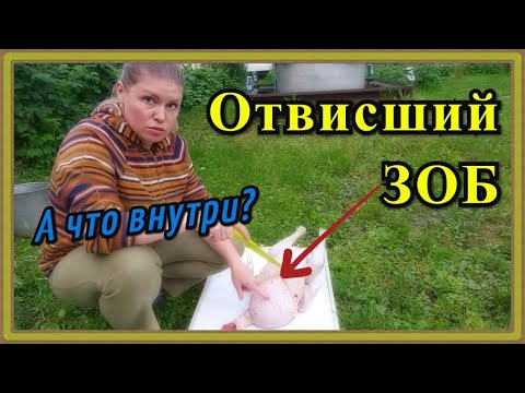 Видео: Как лечить отвисший зоб у индейки? Закупорка зоба или кандидоз зоба?