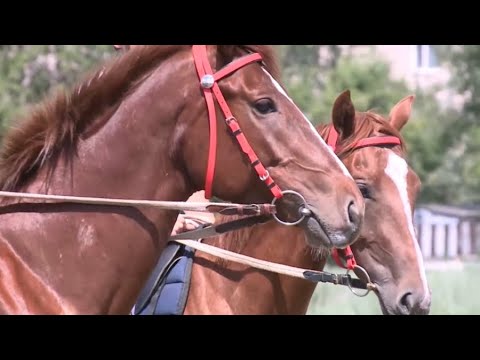 Видео: Как будут воспроизводить отечественные породы лошадей