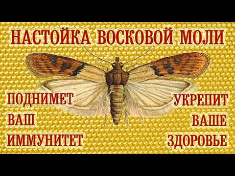 Видео: Настойка Восковой Моли - Поднимет Ваш Иммунитет, Укрепит Ваше Здоровье!