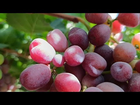 Видео:   ЯНГИ УЗУМ НАВЛАРИ. МОЯ СЕРДЦА..АВАТАР. МУСКАТ.ХИНДИСТОН КИШМИШИ.