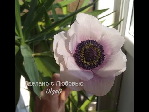 Видео: Как сделать Анемон Корончатый из холодного фарфора от Ольги Мурзилкиной
