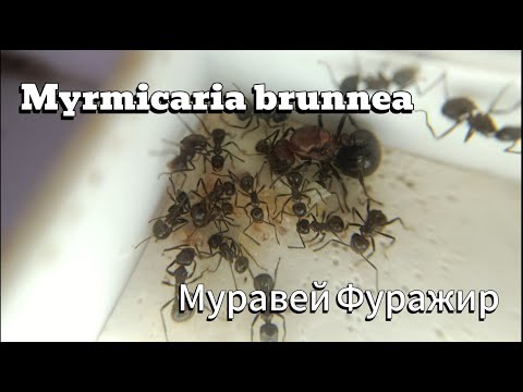 Видео: Myrmicaria brunnea | История взлётов и падений семьи Муравьёв Фуражиров