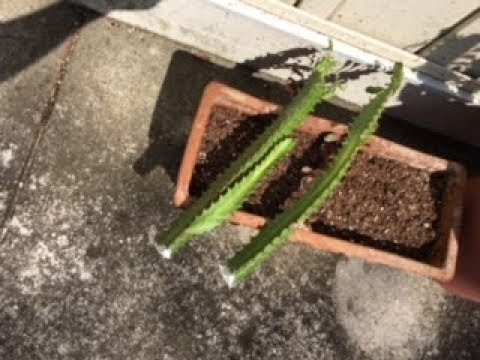 Видео: Получение черенков с Euphorbia Trigona