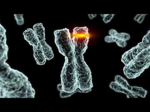 Видео: Мутации как двигатель эволюции. Рассказывает биолог Исаак Рашаль