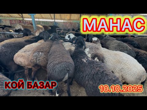 Видео: МАНАС ШААРЫ, КОЙ БАЗАР