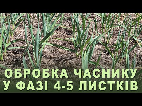 Видео: Обробка ЧАСНИКУ у фазі 4-5 листків: стимуляція росту, захист від хвороб, підживлення мікроелементами