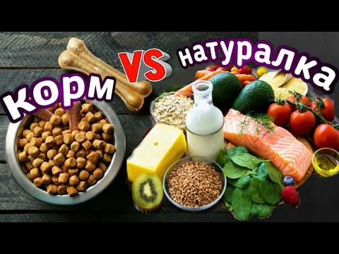 Видео: Что будет если перевести щенка с КОРМА на НАТУРАЛКУ? Чем кормить собаку?