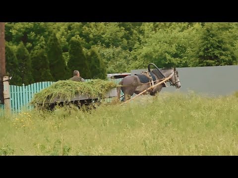 Видео: ЧЕМ МЫ КОРМИМ КОРОВ⁉️ПОЧЕМУ НАША ЛОШАДЬ ЧУТЬ НЕ УБИЛАСЬ😳..ПОКОС ТРАВЫ И ПОКАТУШКИ В ТЕЛЕГЕ.