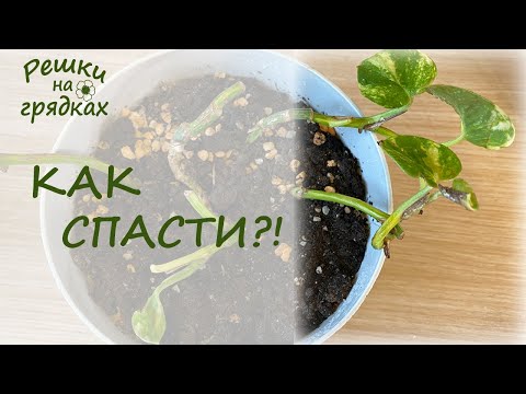 Видео: Спасаем сциндапсус!!!