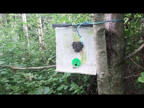 Видео: Роевая аномалия, или пчёлы игнорируют ловушки.  30.06.2025