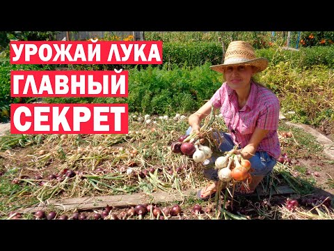 Видео: Раскрываю секреты! Как вырастить большой урожай лука из чернушки?