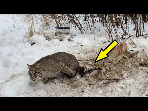 Видео: Рысь попала в капкан. Только посмотрите кто пришёл на помощь! Невероятно!