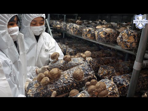 Видео: Продвинутые технологии! Процесс производства корейских грибов / Корейская пищевая фабрика
