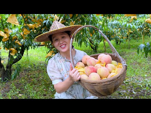 Видео: Пришло время снова есть персики, большие, красные и вкусные. Они очень нравятся семье.
