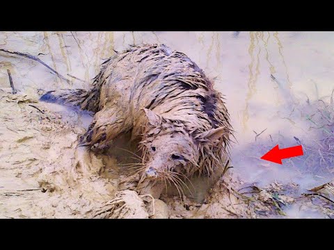 Видео: Мужчина встретил на улице странное животное, но отмыв его ОПЕШИЛ – это был НАСТОЯЩИЙ ХИЩНИК!