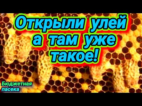 Видео: Что делать когда в семье полно маточников? Роение пчёл.