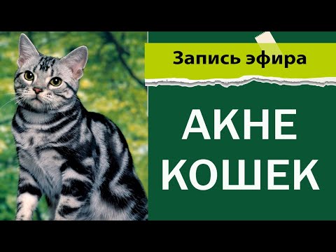 Видео: Акне у кошек