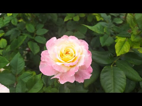 Видео: Сорта роз с которыми я прощаюсь