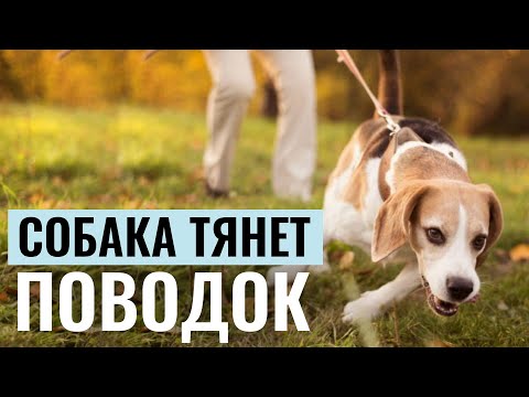 Видео: СОБАКА ТЯНЕТ ПОВОДОК? Эти 3 УПРАЖНЕНИЯ превратят питомца в идеального компаньона на прогулке!