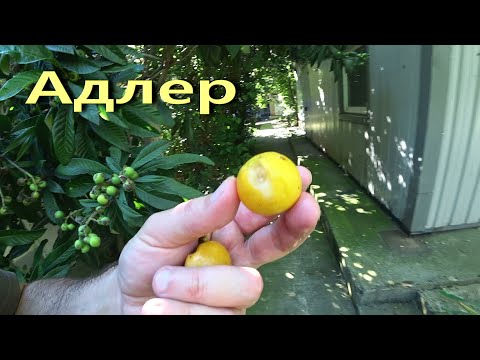 Видео: АДЛЕР. УЖЕ ПОСПЕЛА МУШМУЛА ☼ ЧТО РАСТЁТ НА РАБОТЕ ..