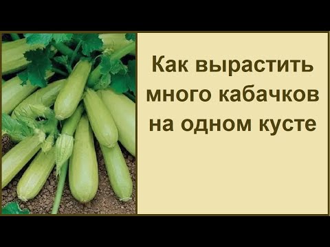Видео: КАК ВЫРАСТИТЬ МНОГО КАБАЧКОВ НА ОДНОМ КУСТЕ
